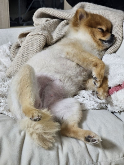 어디서나 잘 자는 라떼