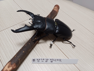 아들의 곤충 장난감