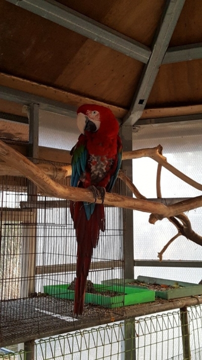 5년째 함께 하고 있는 앵무새 까미