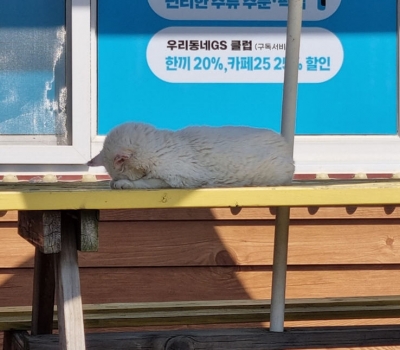 반려묘 뚱이를 소개합니다.